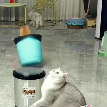 The final story of the orange cat being kicked by the gray cat