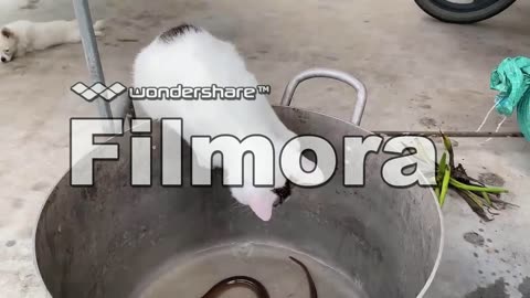 Funny moment of cat.