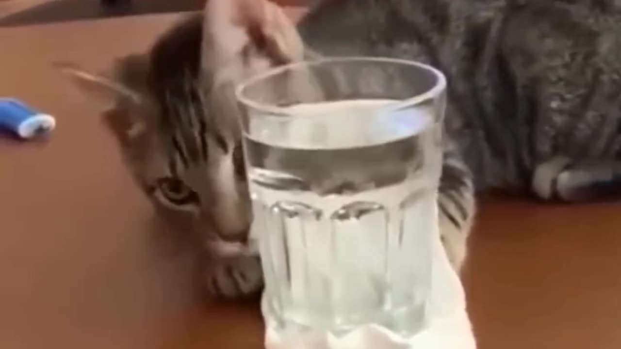 Cat play with glass