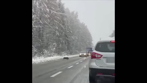 Wild Ukrainian pigs blocked the road near Lviv