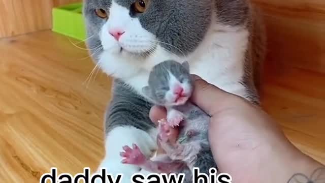 Single daddy cat has to learn to take care of his baby,