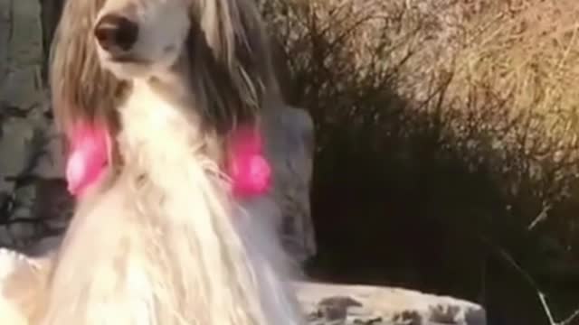 I love the decor on this dog, it makes it look cute