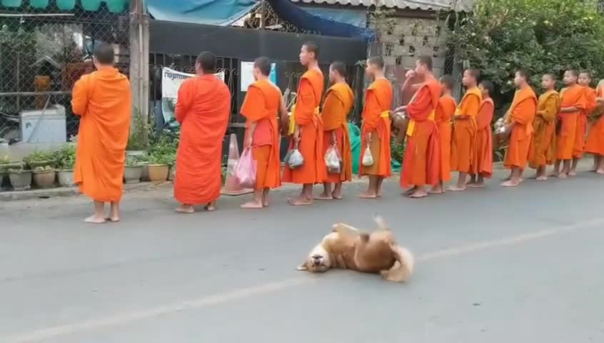 Funny dog dance praying