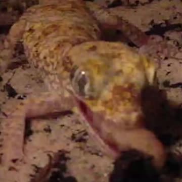 A gecko quickly pounces on its worm prey and devours it