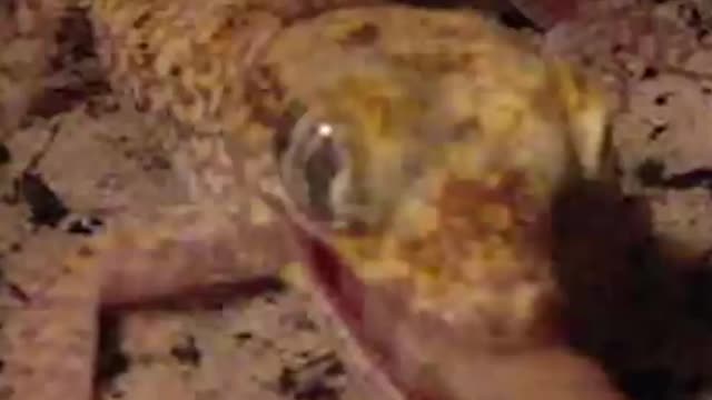 A gecko quickly pounces on its worm prey and devours it