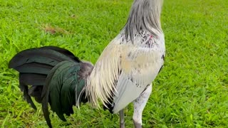 Beautiful Birds Ms Grey Kanawayon ARL Gamefowl