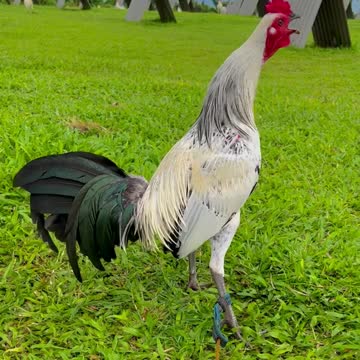 Beautiful Birds Ms Grey Kanawayon ARL Gamefowl