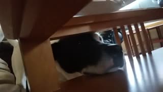 Determinado perro no puede alcanzar el pochoclo