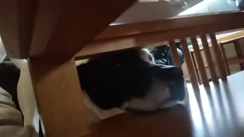 Determinado perro no puede alcanzar el pochoclo