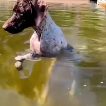 2023 Comedy Extravaganza! 😆 Funny Animals - Funniest Cats and Dogs Video