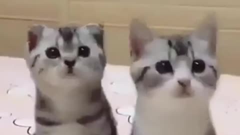 short video of cute twin cats following the sound of the song playing