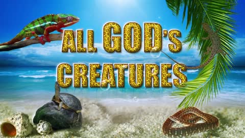 All God's Creatures - Marion Reptile Kid Spots