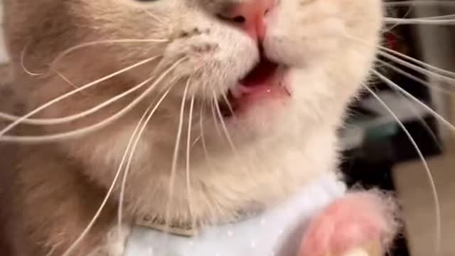 Beautiful cat and cute