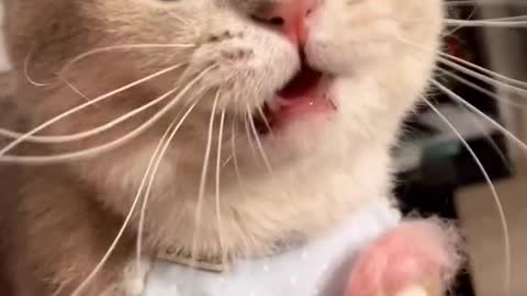 Beautiful cat and cute