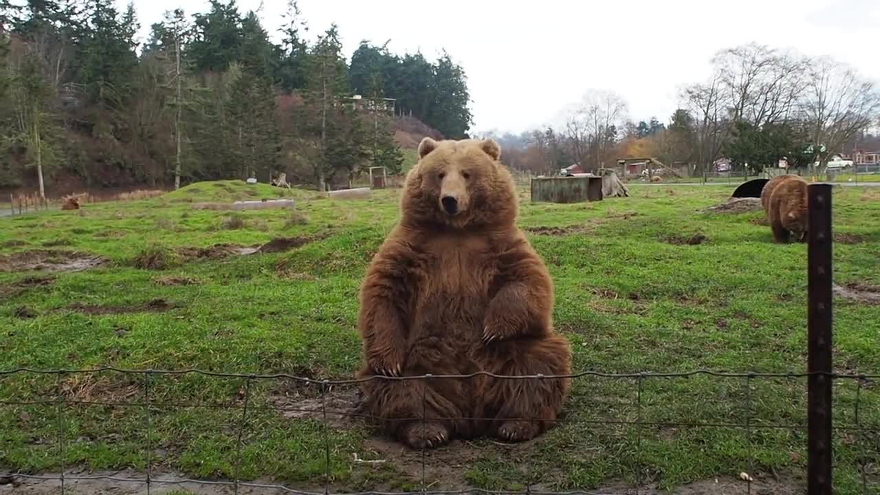Happy farm bears