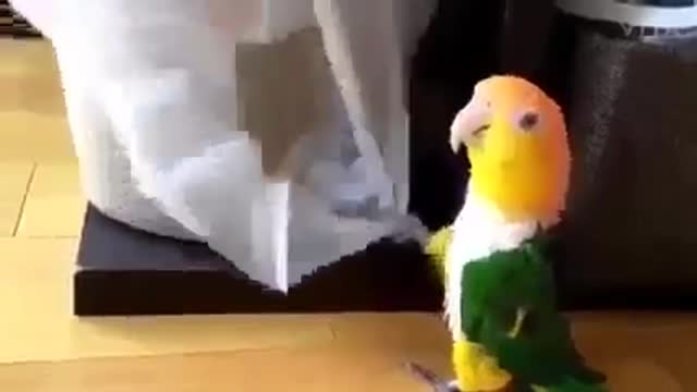 parrot bird workout