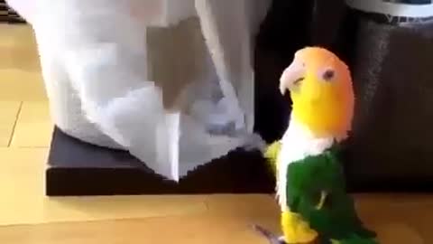 parrot bird workout