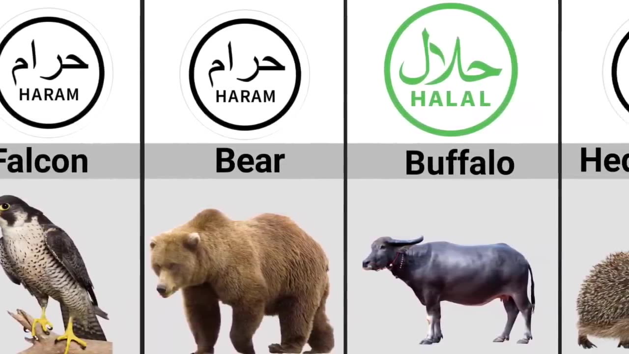 Halal and Haram Animal Meat in Islam |