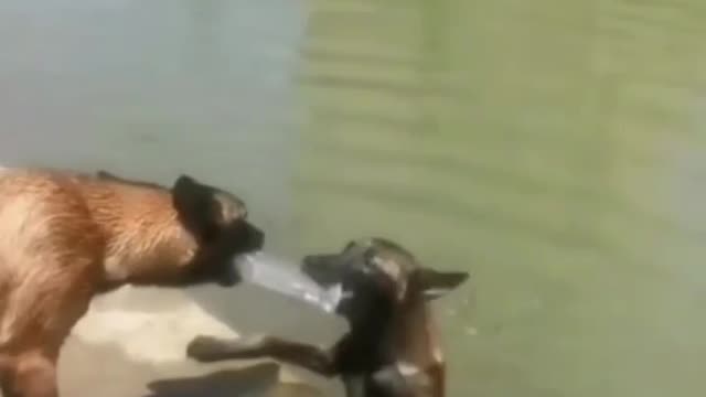 How they dog save their friend