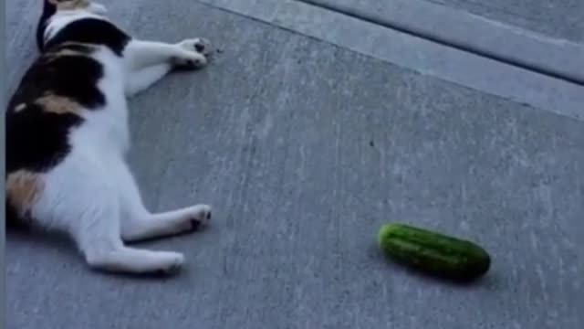 Cat 🙀 vs Cucumber TRY NOT TO LAUGH😀....