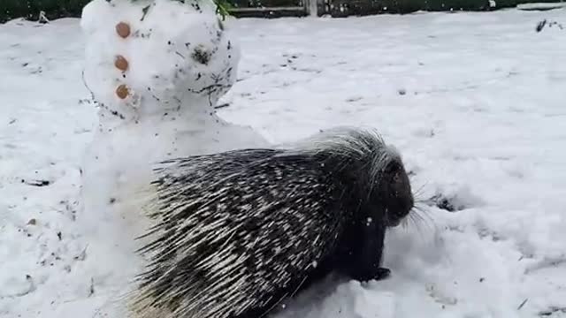 Enjoy your snack Hank