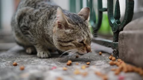 Feeding# Cat _video*watch