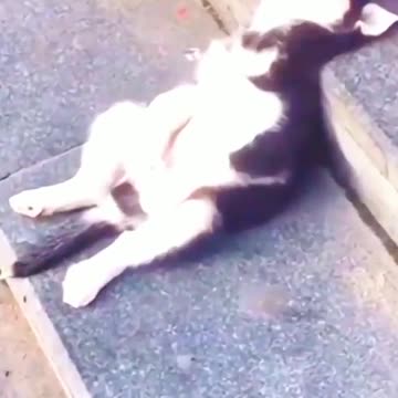 Funniest_Animals_cat & DOGS &, more_Videos_Will_Make_You_Laugh_#27_-_Funny_Animal_Videos2023
