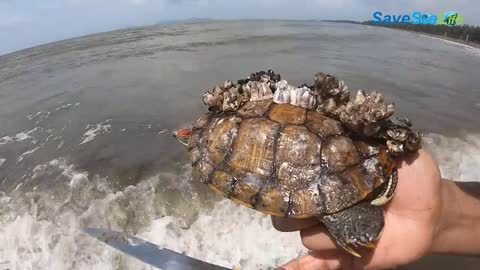 He crawl on the shore with hundred barnacles covered on his shell, desperate searching for help!