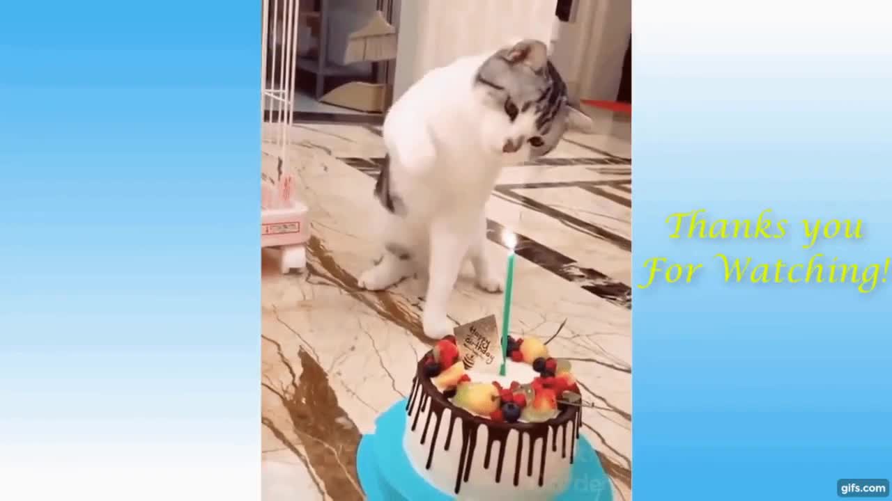 Funny Animals Videos (First Video)