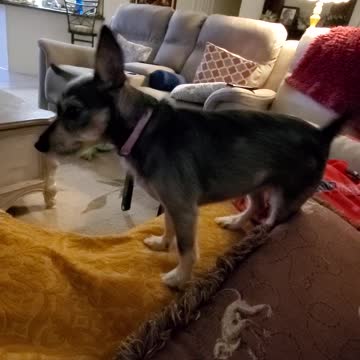 Penny is talking and howling this evening.