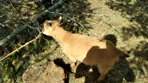 Meet Nigerian Dwarf Doe Built on the Rock Lapis Lazuli/BLUE EYED