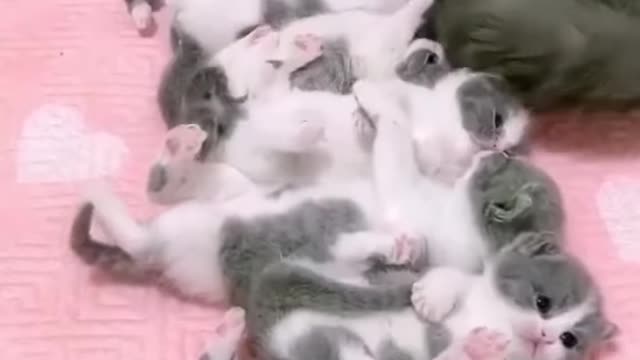 Multes kitty's with here mom cat