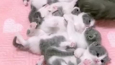 Multes kitty's with here mom cat