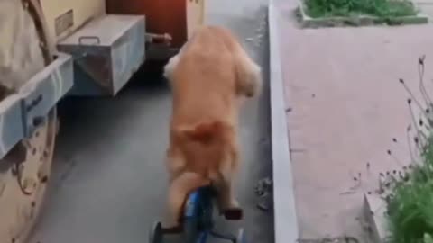 Dog is riding bicycle