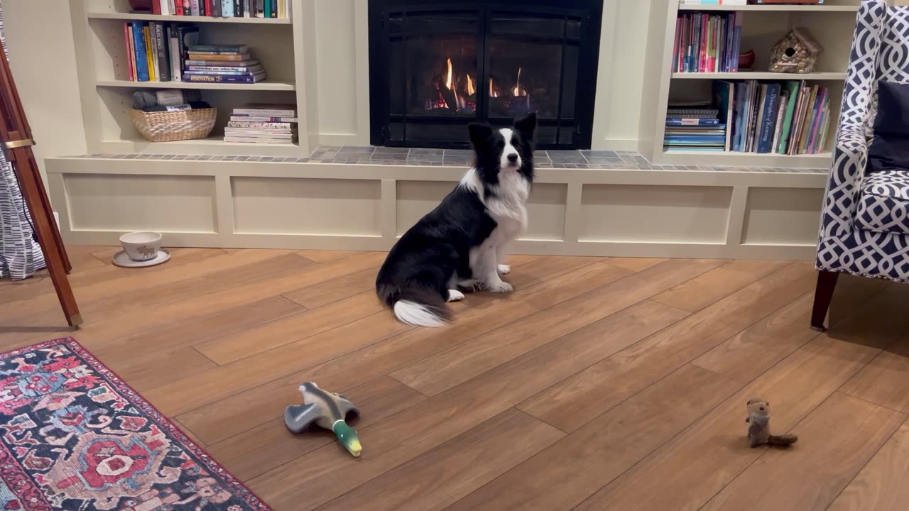 Border Collie Predicts the Super Bowl Winner