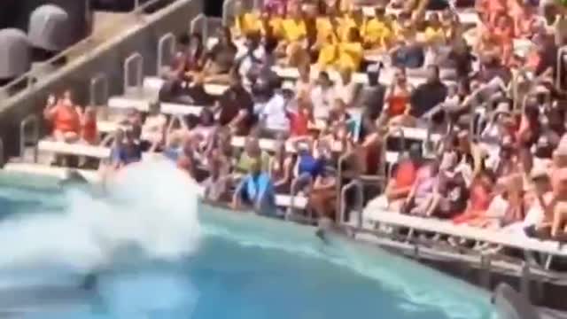 The Angry Dolphin