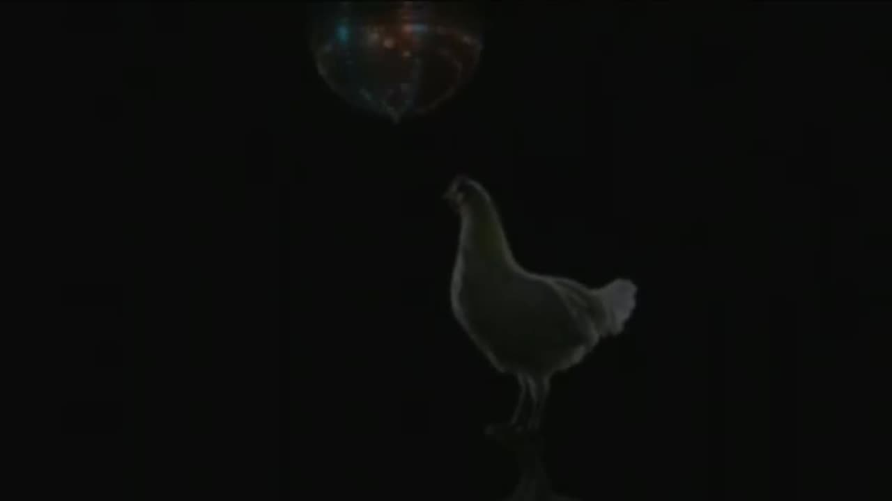 J.Geco - Chicken Song