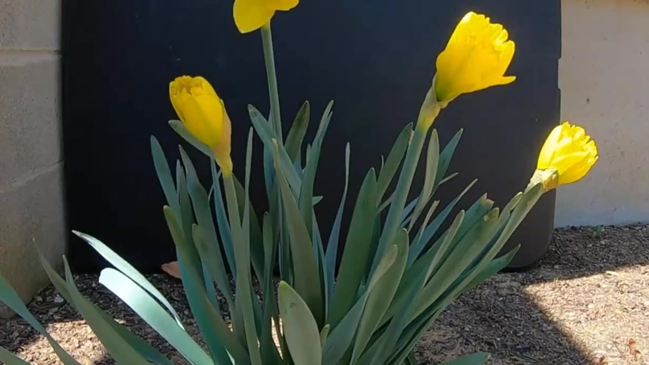 Daffodils Blooming