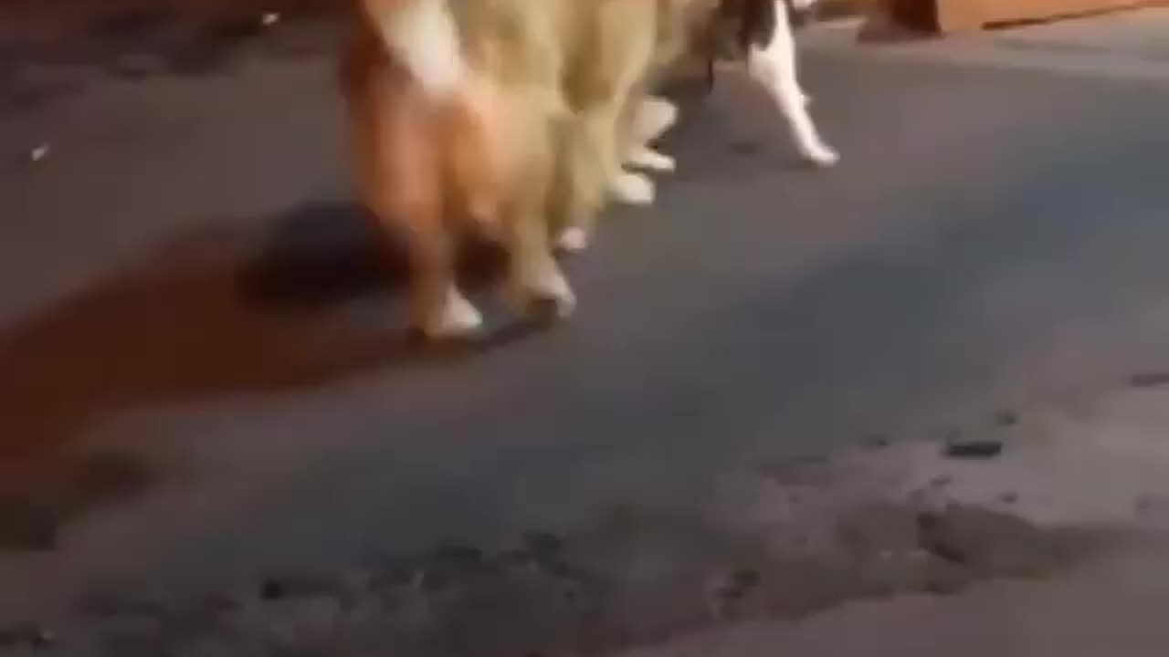 cat funny fight