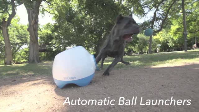 Interactive Dog Toys