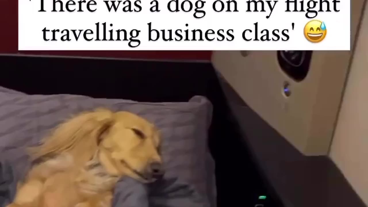 Dog in Business Class