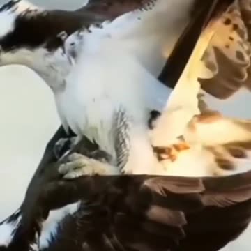 How to meet baaj for kids | baaj meeting caught on camera | Bird meeting videos