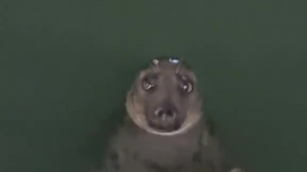 funny animals
