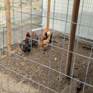 CHICKENS IN TOWN!!