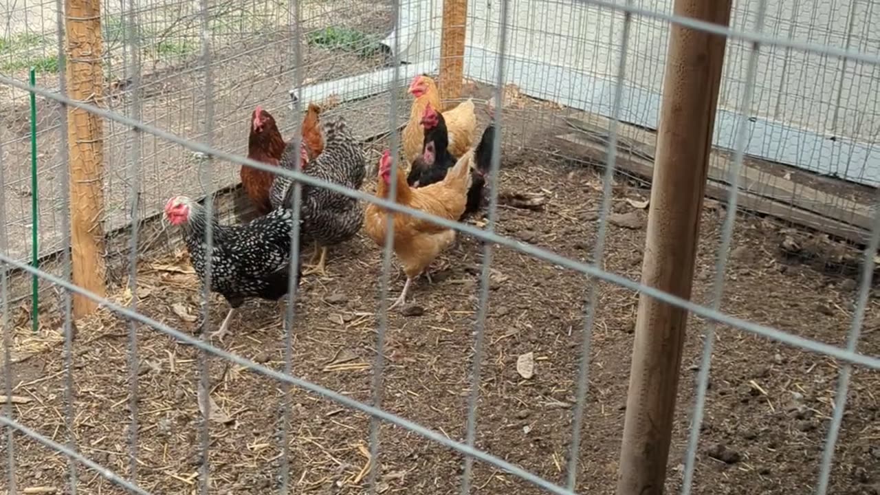 CHICKENS IN TOWN!!