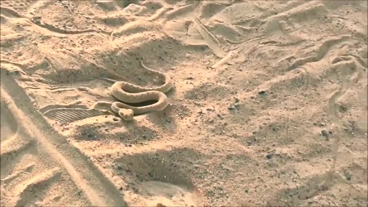 Snake in Dubai