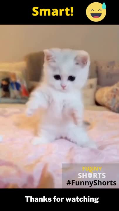 Funny Animals || Cute Dog and Cat || Funny Shorts part 8