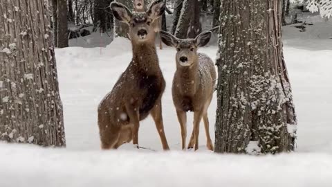 Deer Come To Watch Nasdog Race