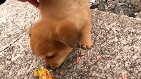 Strap puppy looking for grain dropped from train