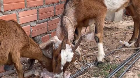 so be love Goat, cute goat10